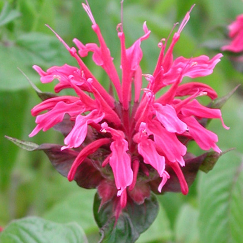 Monarde Mahogany - Monarda mahogany - Willemse