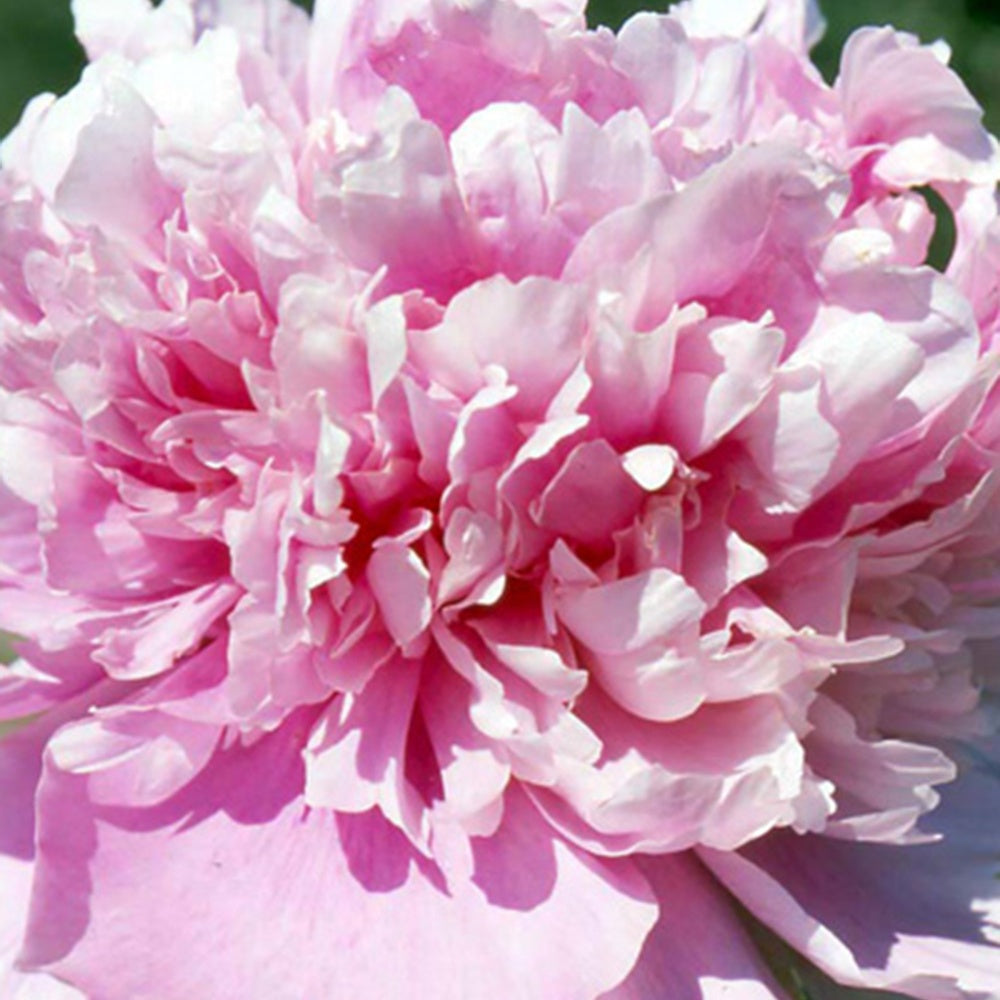 Pivoine de Chine Monsieur Jules Elie - Paeonia lactiflora monsieur jules elie - Plantes