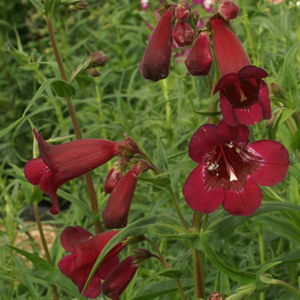 Galane Blackbird - Penstemon - Penstemon blackbird - Willemse