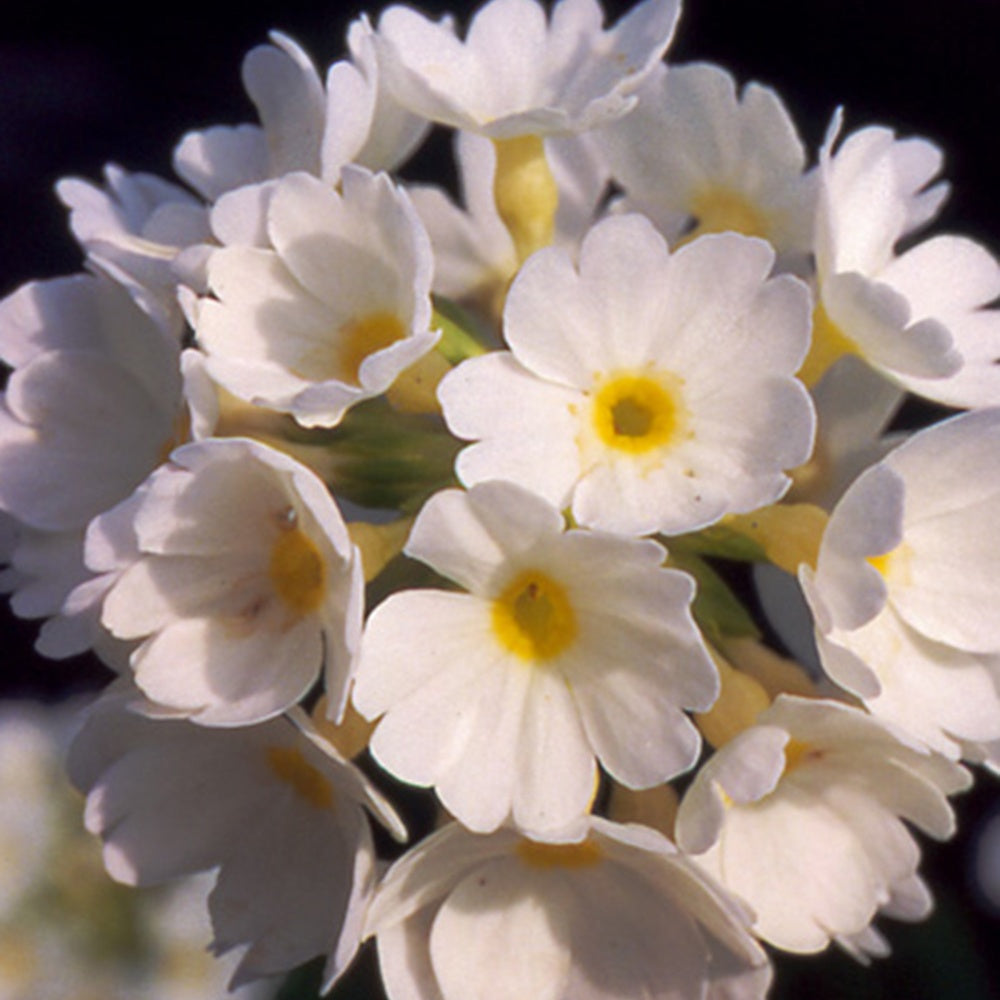 Primevère denticulée blanche - Primula denticulata alba - Willemse