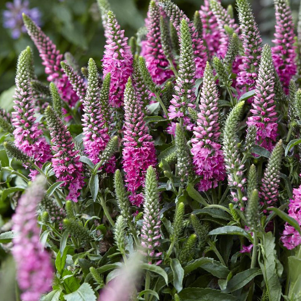Veronique en épis Bubblegum Candles ® - Veronica spicata bubblegum candle's ® - Willemse