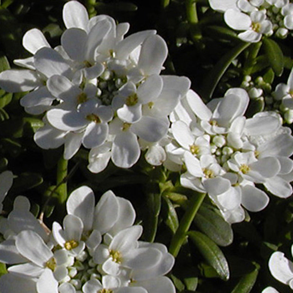 Corbeille d'argent Schneeflocke - Iberis - Iberis sempervirens 'snowflake' - Plantes