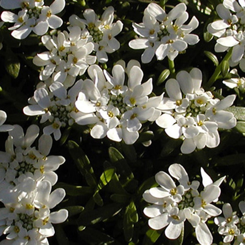 Corbeille d'argent Schneeflocke - Iberis - Iberis sempervirens 'snowflake' - Plantes vivaces