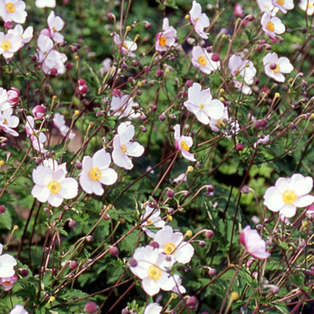 Anémone du Japon Robustissima - Anemone tomentosa 'robustissima' - Plantes