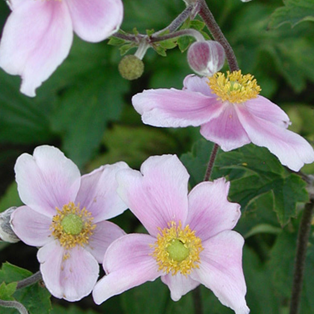 Anémone du Japon Robustissima - Anemone tomentosa 'robustissima' - Plantes vivaces