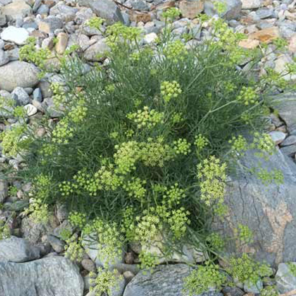 Crithmum maritimum - Crithmum maritimum - Plantes vivaces