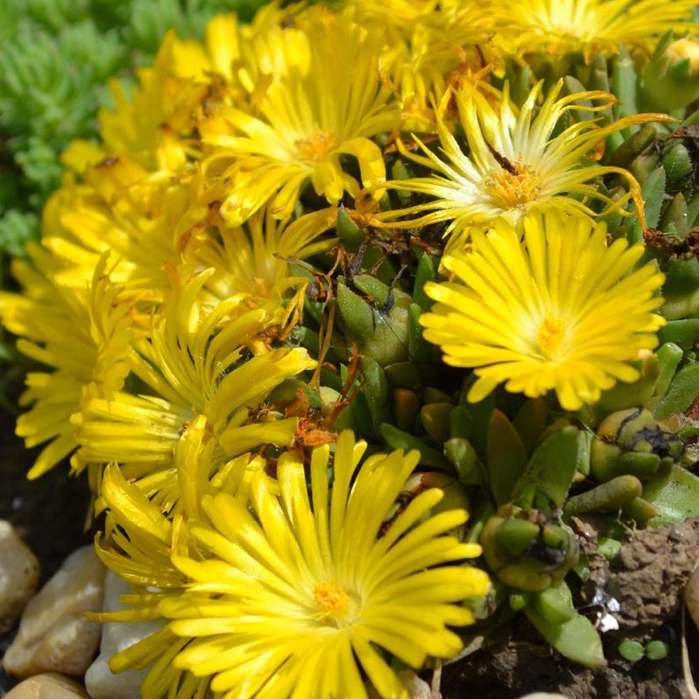 Delosperma congestionné - Delosperma congestum - Plantes