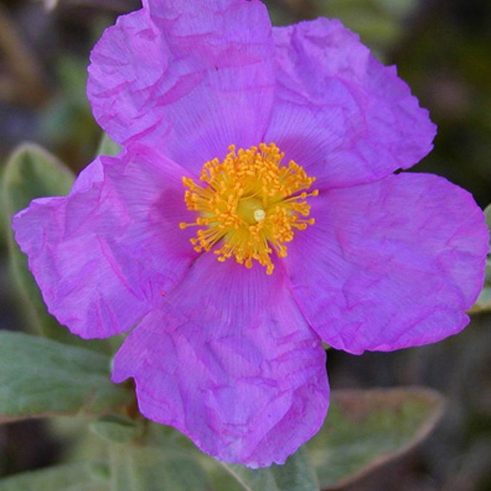 Ciste cotonneux - Cistus albidus - Plantes