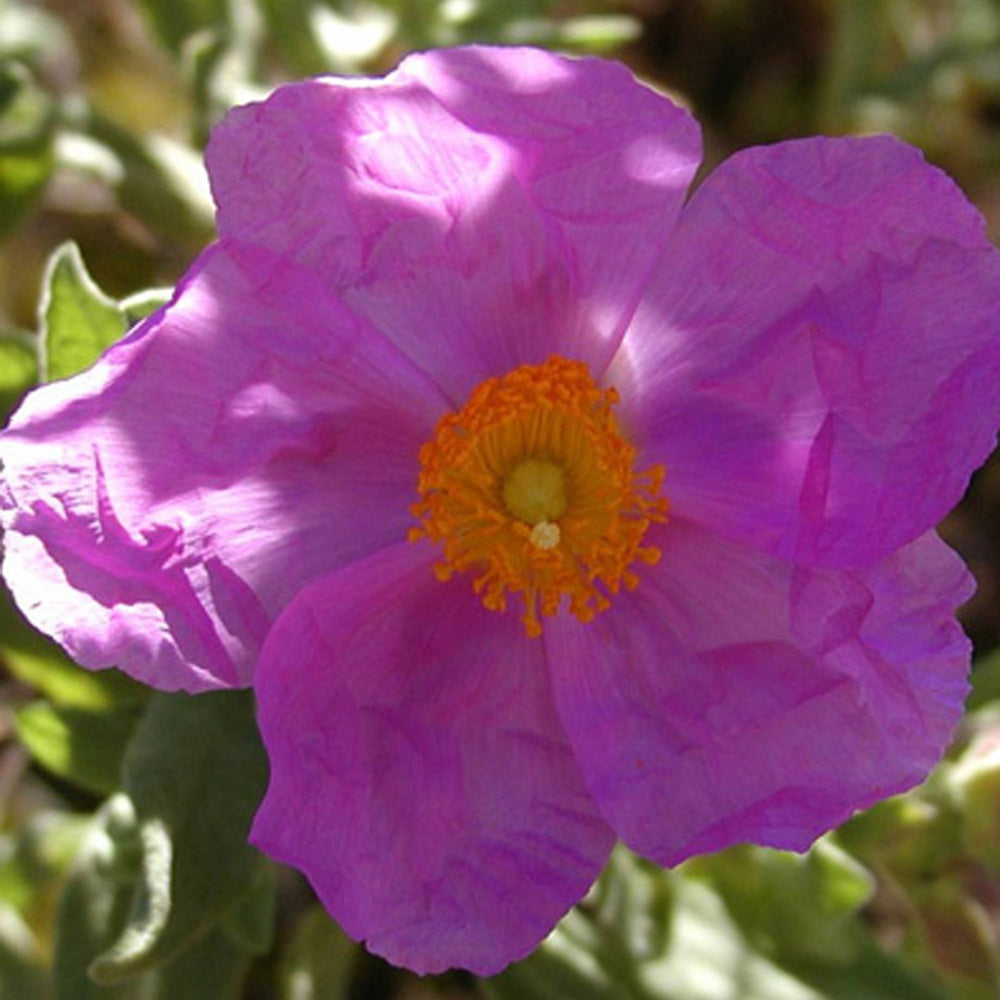 Ciste cotonneux - Cistus albidus - Arbustes