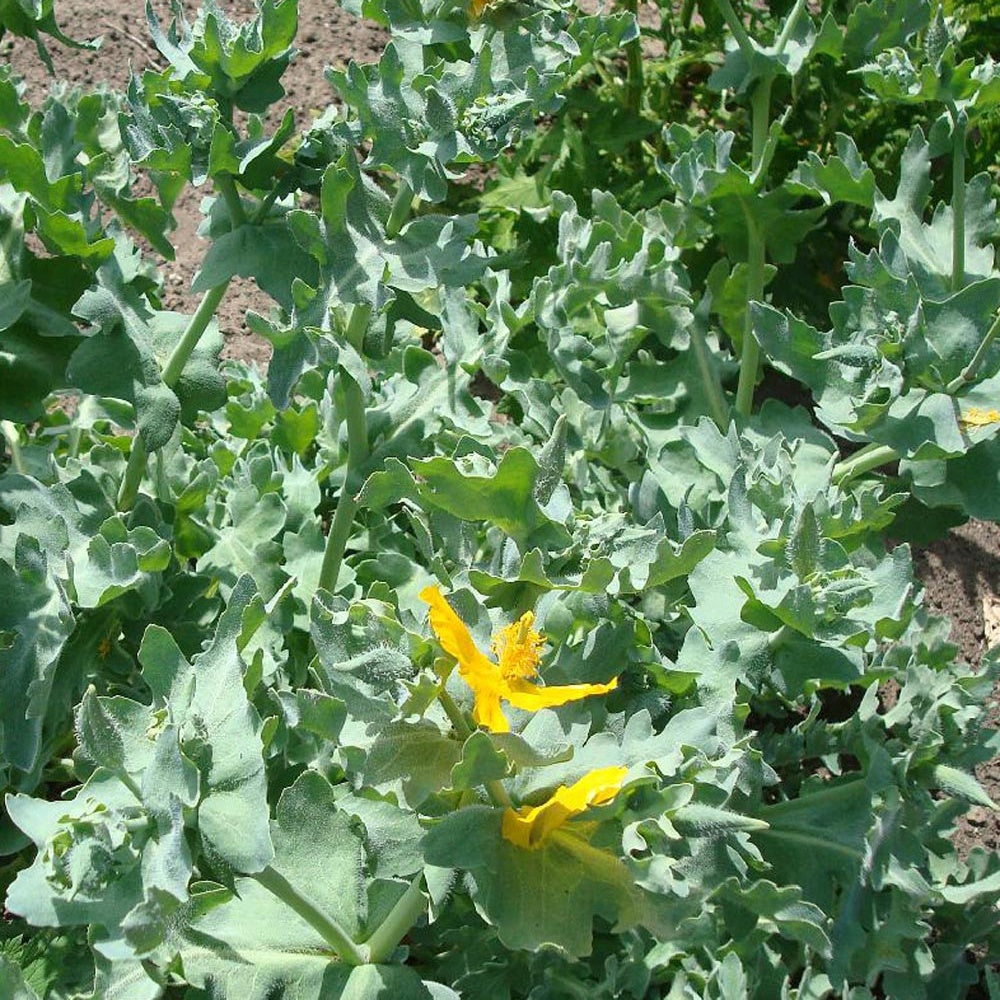 Glaucium flavum - Glaucium flavum - Plantes vivaces