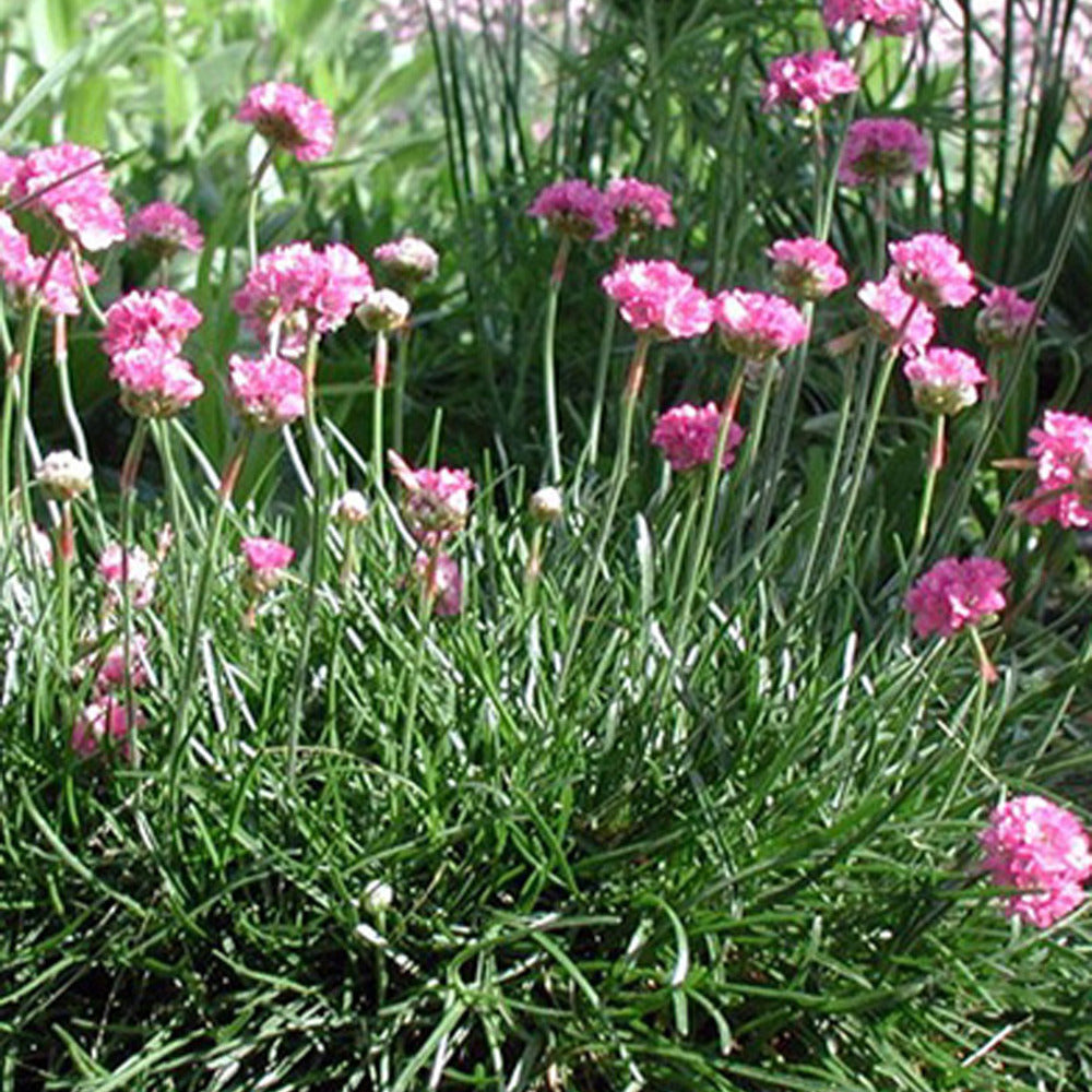 Gazon d'Espagne Splendens - Armeria maritima 'splendens' - Graines de fleurs