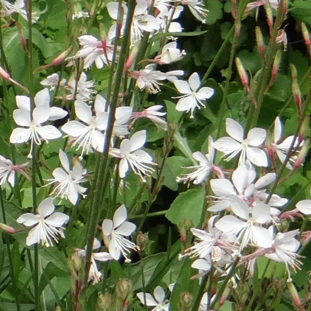 Gaura Summer Breeze - Gaura lindheimeri summer breeze - Plantes