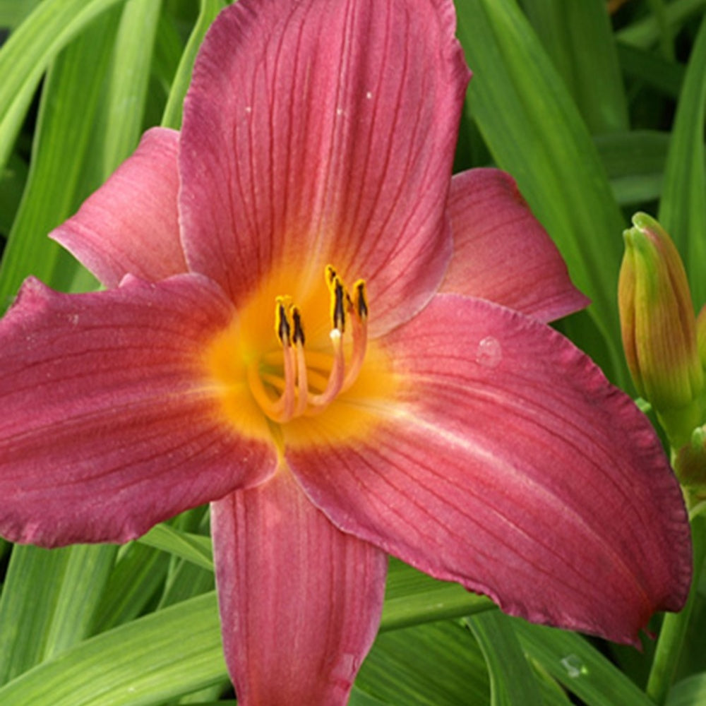 Hémérocalle Sugar Candy - Hemerocallis sugar candy - Plantes vivaces