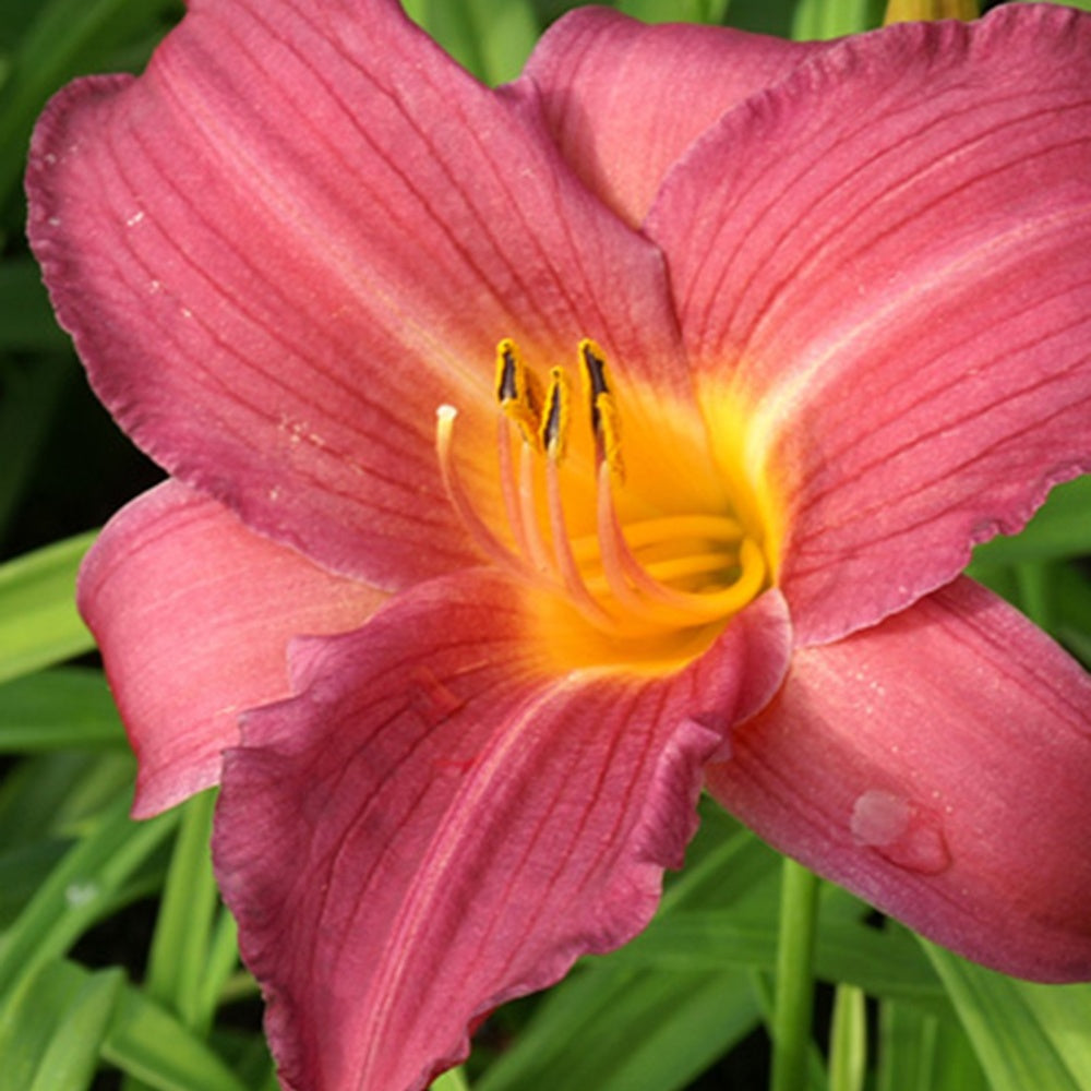 Hémérocalle Sugar Candy - Hemerocallis sugar candy - Fleurs vivaces