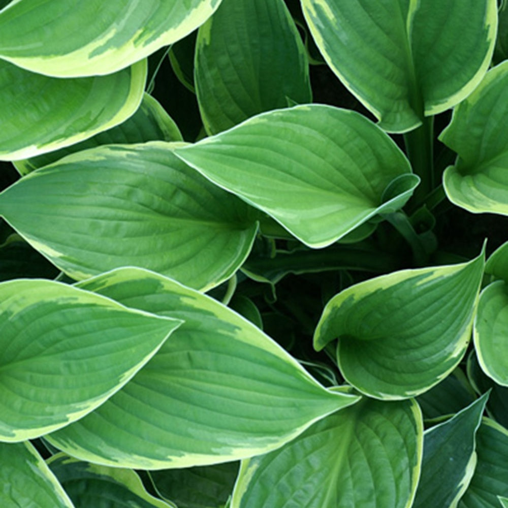 Hosta Normalis - Hosta fortunei aureomarginata - Willemse