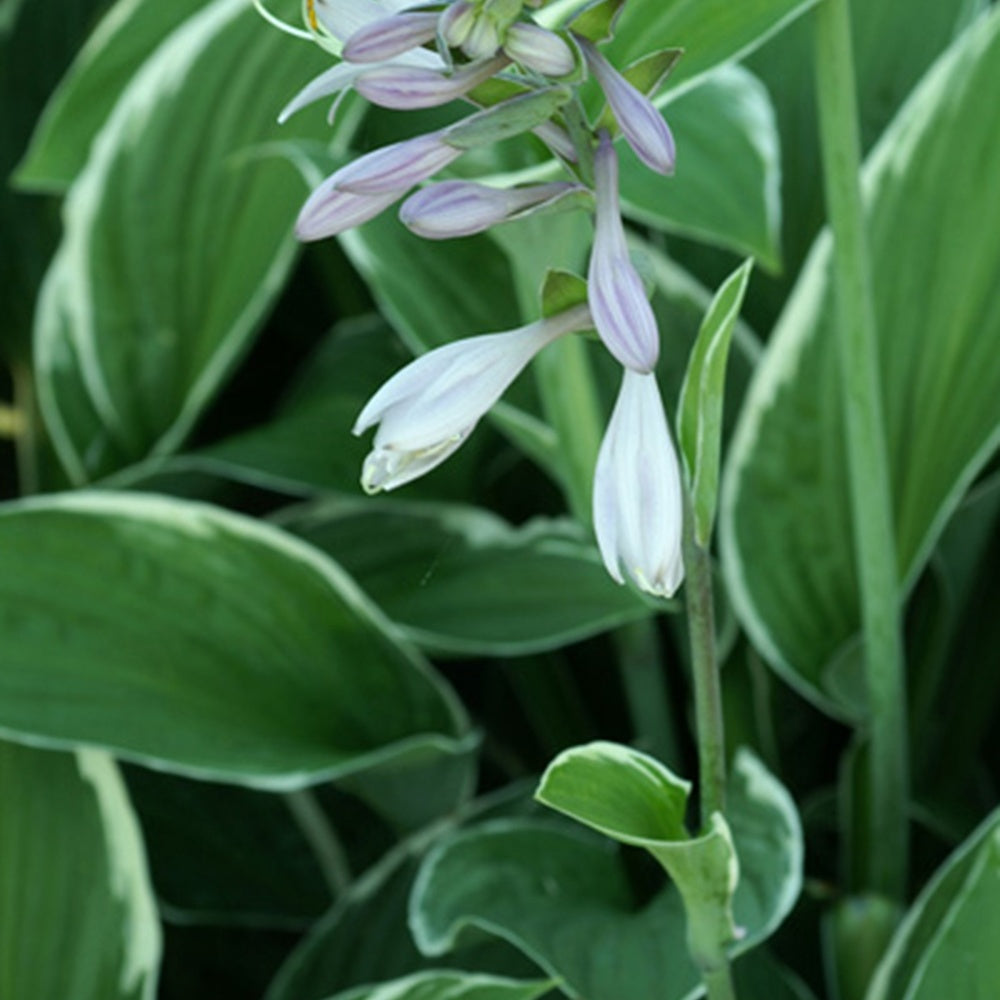 Hosta Francee - Hosta fortunei Francee - Willemse