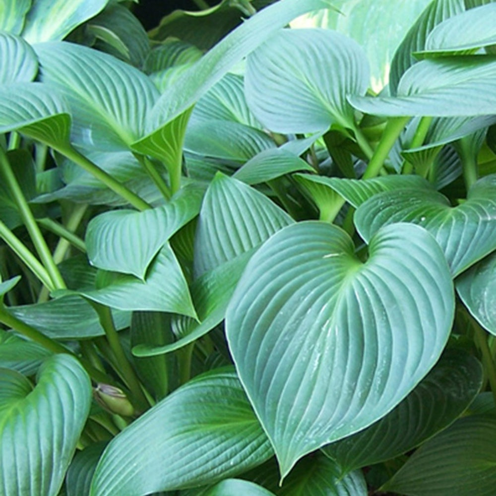 Hosta Devon green - Hosta devon green - Plantes