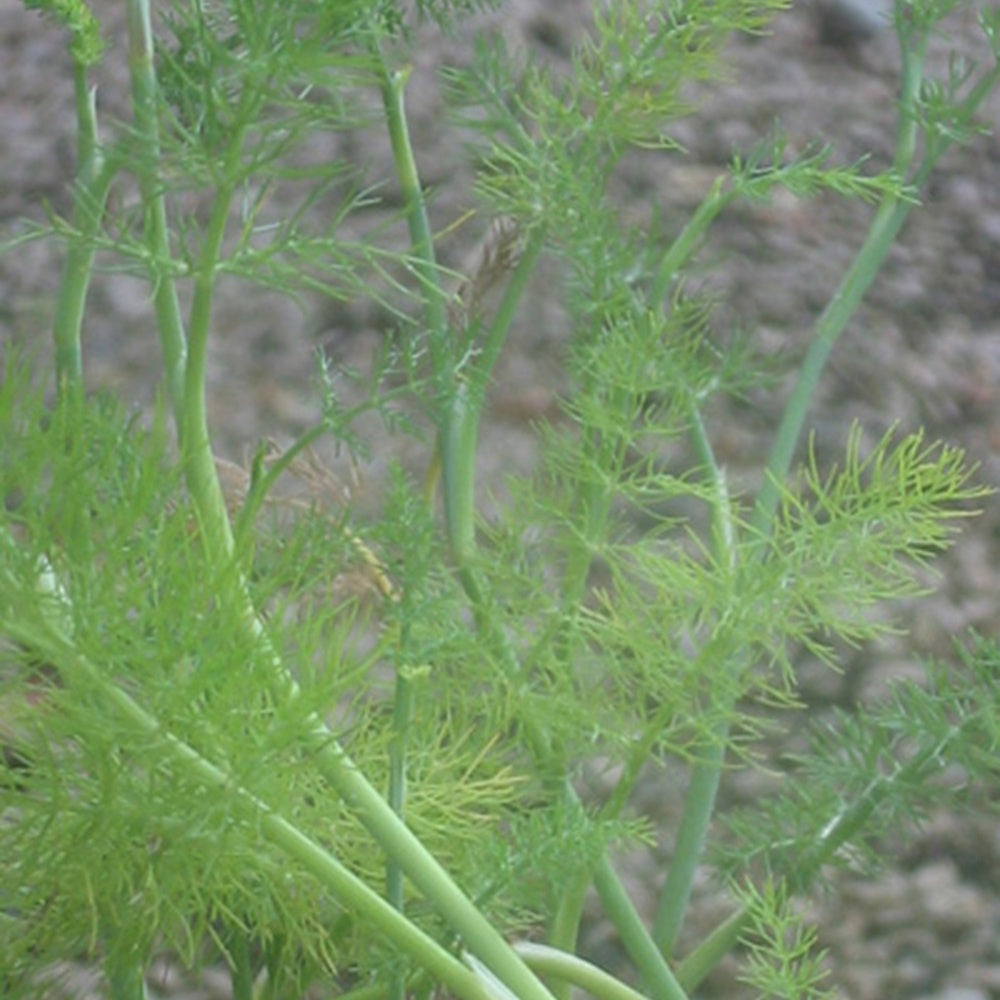 Fenouil commun - Foeniculum vulgare - Potager