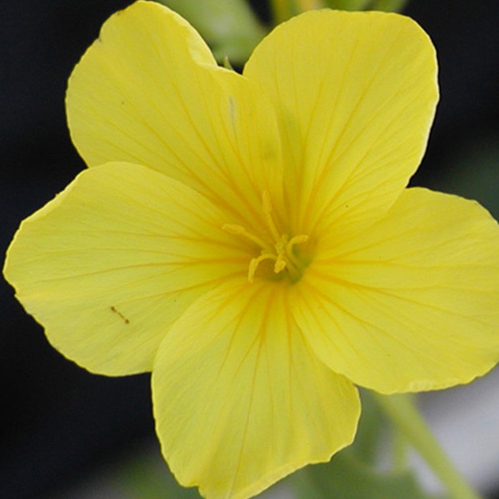 Lin jaune - Linum flavum compactum - Willemse