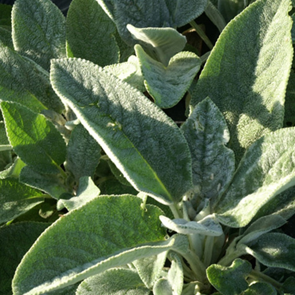 Oreille de Lapin Cotton Boll - Epiaire de byzance - Stachys byzantina Cotton Boll - Willemse