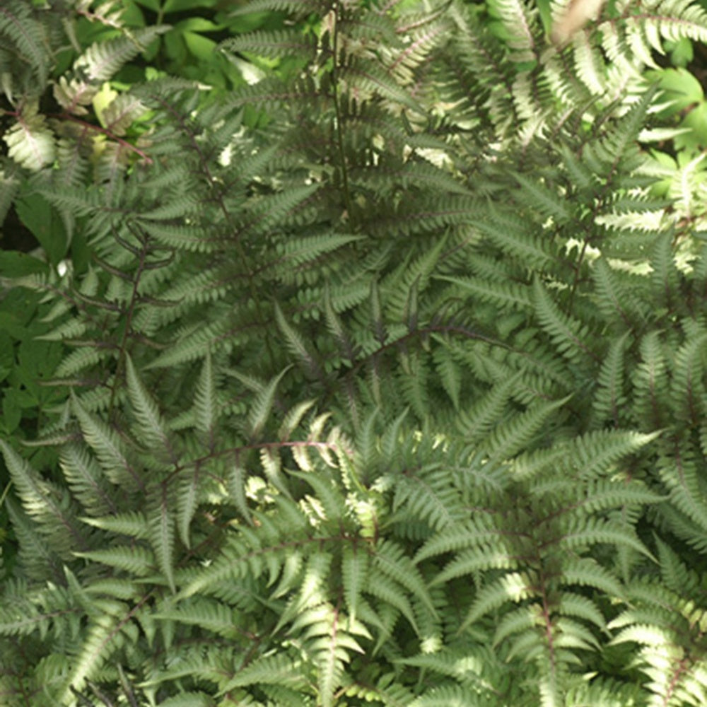 Fougère peinte Metallicum - Athyrium niponicum var. pictum (metallicum) - Plantes