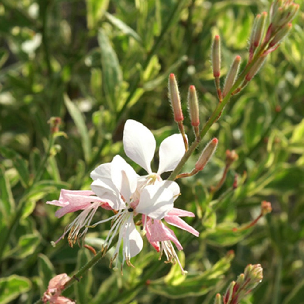Gaura Corrie's Gold - Gaura lindheimeri Corrie's Gold - Willemse