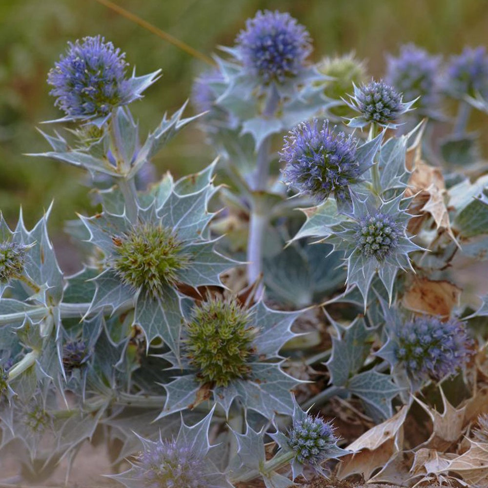Panicaut maritime - Eryngium maritimum - Willemse