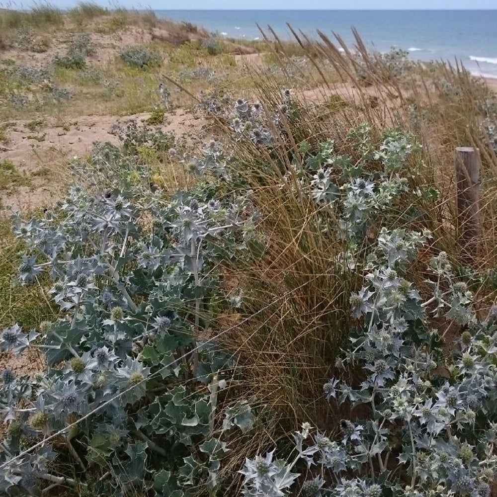 Panicaut maritime - Eryngium maritimum - Willemse
