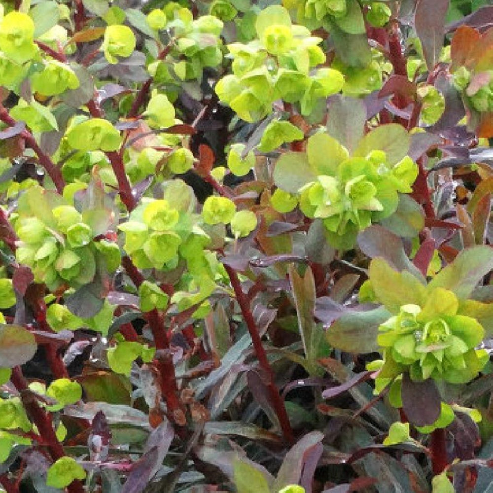 Euphorbe amygdaloides Ruby Glow - Euphorbia amygdaloides ruby glow - Willemse