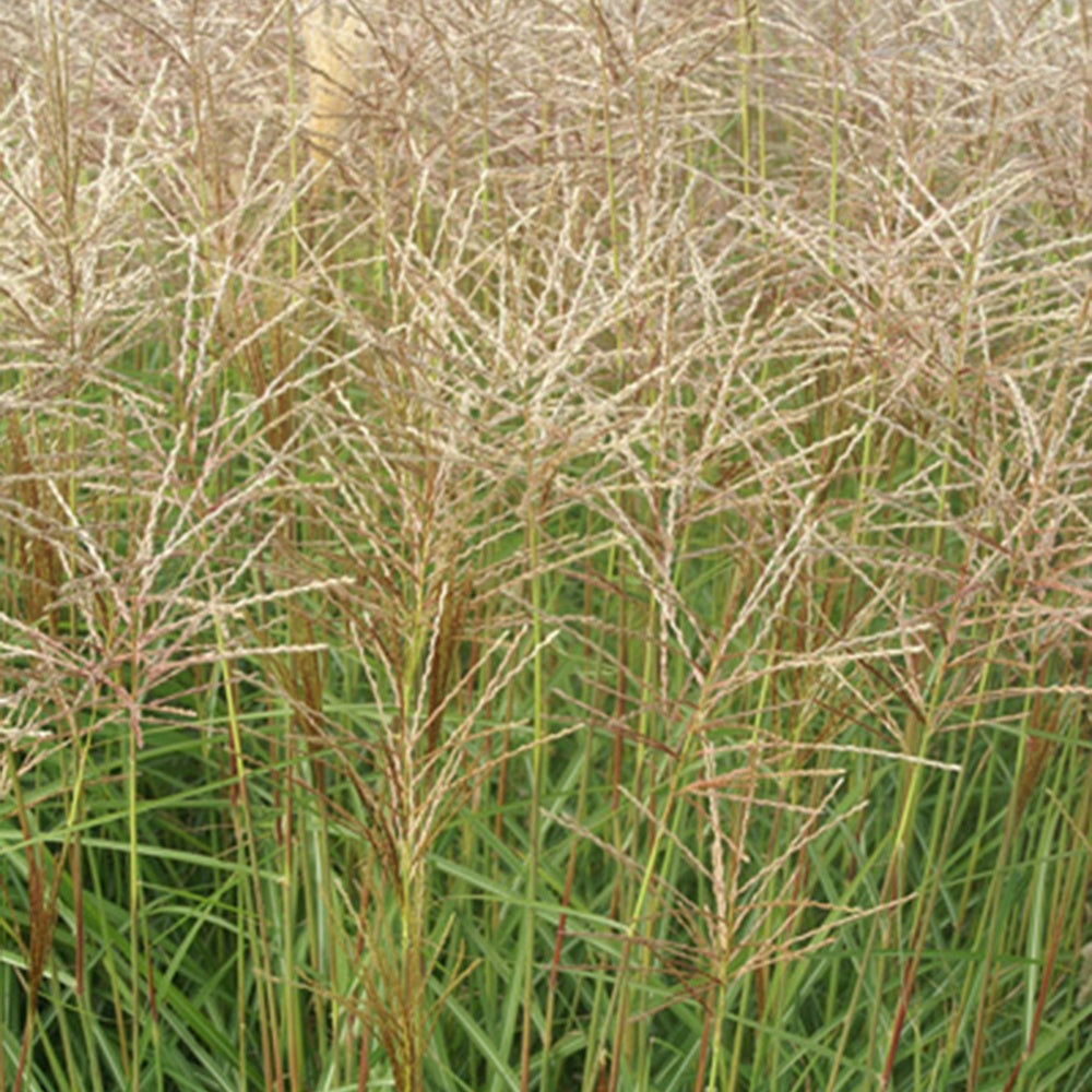Eulalie Nippon - Miscanthus sinensis nippon - Willemse