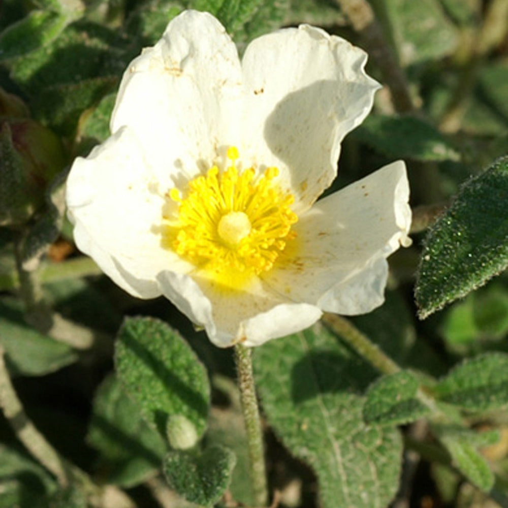 Ciste obtusifolius - Cistus obtusifolius - Willemse