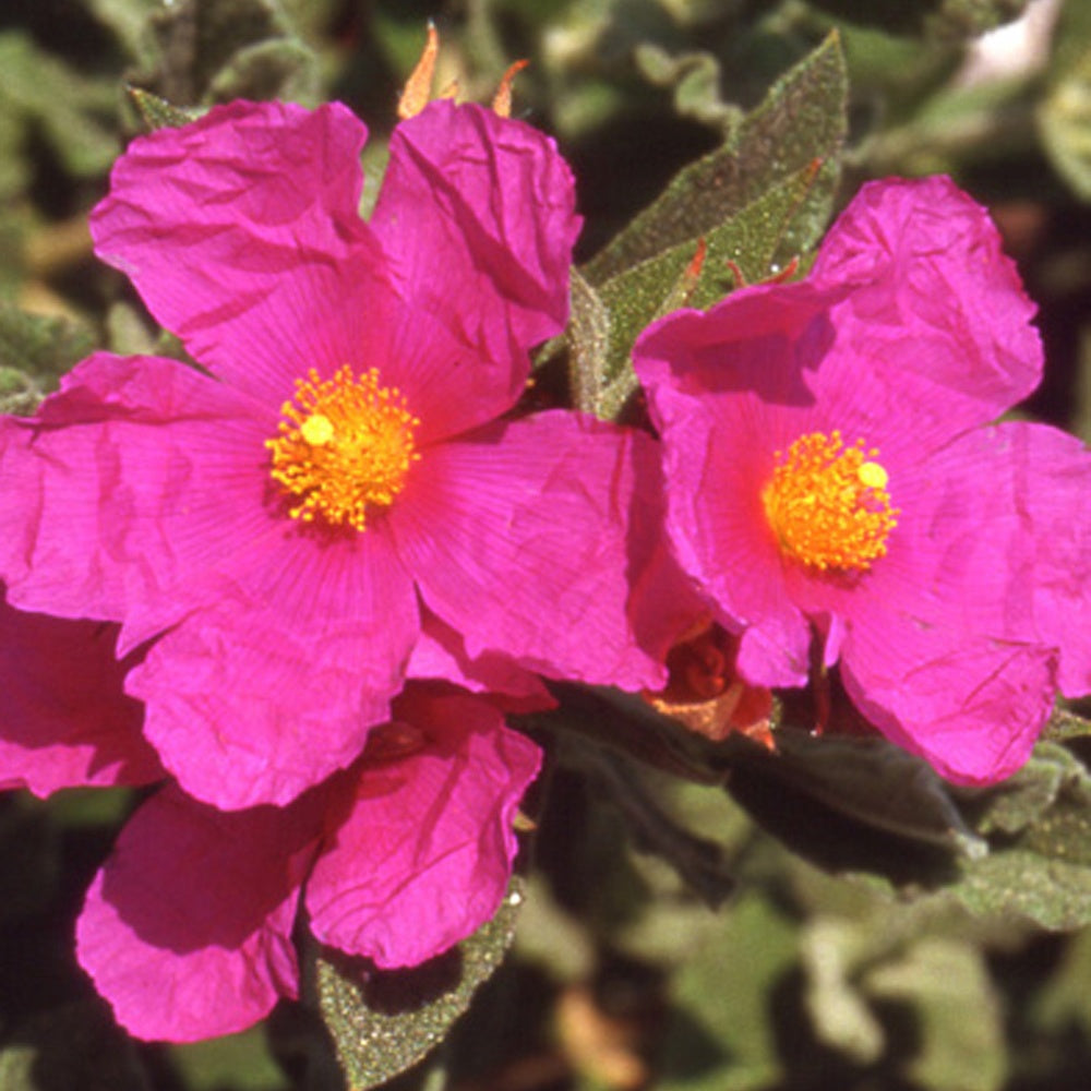 Ciste pulvérulent - Cistus pulverulentus - Willemse