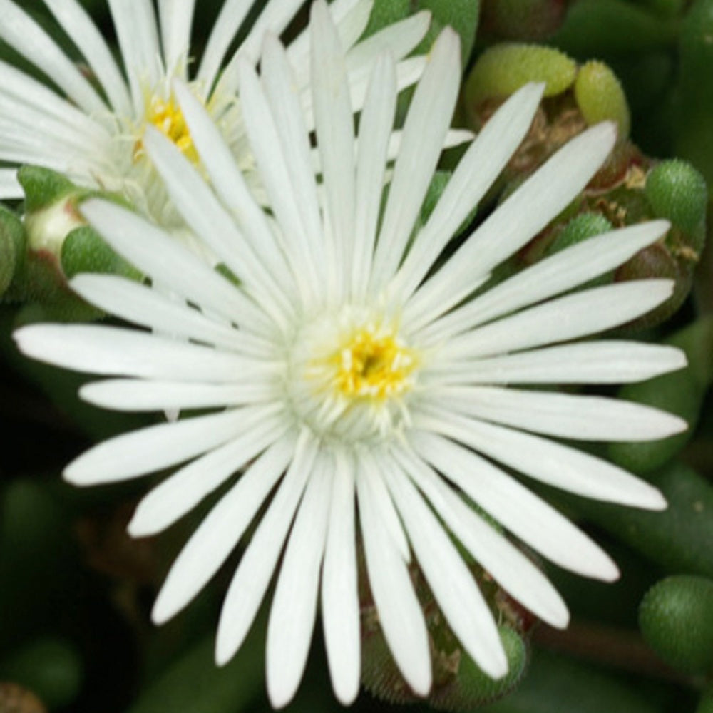 Delosperma Graaf Reinet - Delosperma 'graaf reinet' - Plantes vivaces