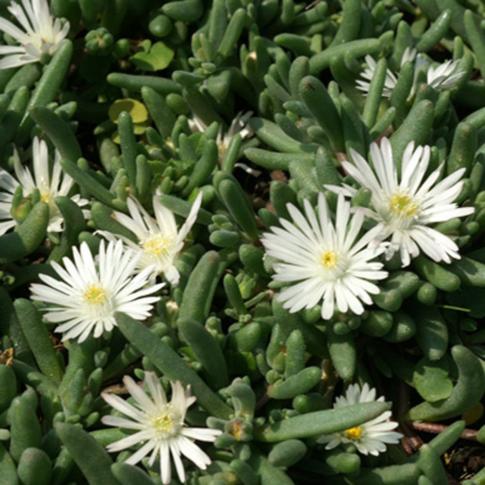 Delosperma Graaf Reinet - Delosperma 'graaf reinet' - Plantes grasses d'extérieur