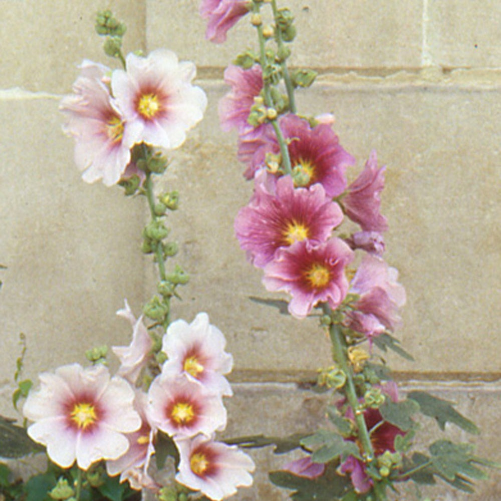 Rose trémière à feuilles de figuier - Alcea ficifolia - Willemse