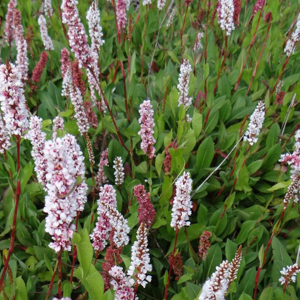 Renouée Donald Lowndes - Persicaria affinis Donald Lowndes - Willemse