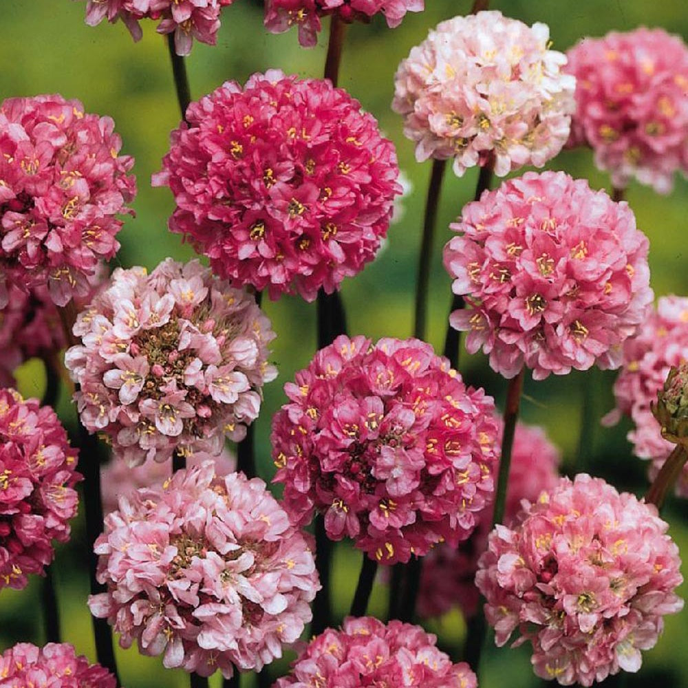 Gazon d'Espagne Ballerina Lilac - Armeria pseudarmeria 'ballerina lilac' - Plantes