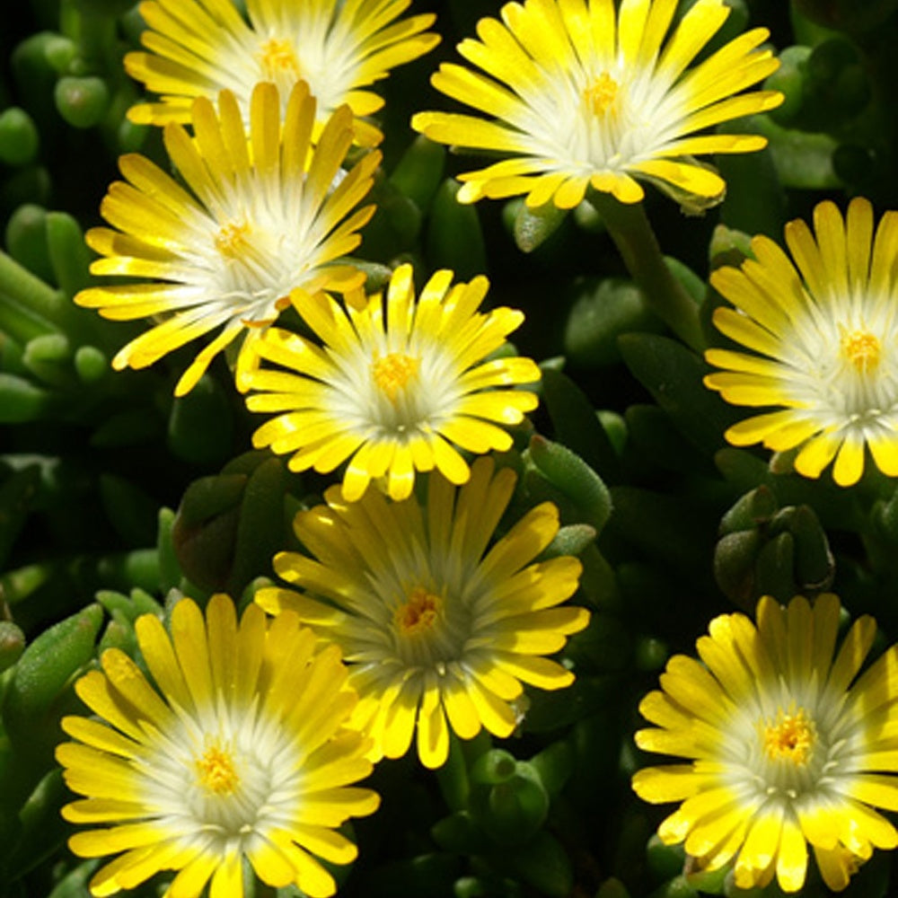 Delosperma Jewel of Desert Peridott ® - Delosperma 'jewel of desert peridott' ® - Willemse