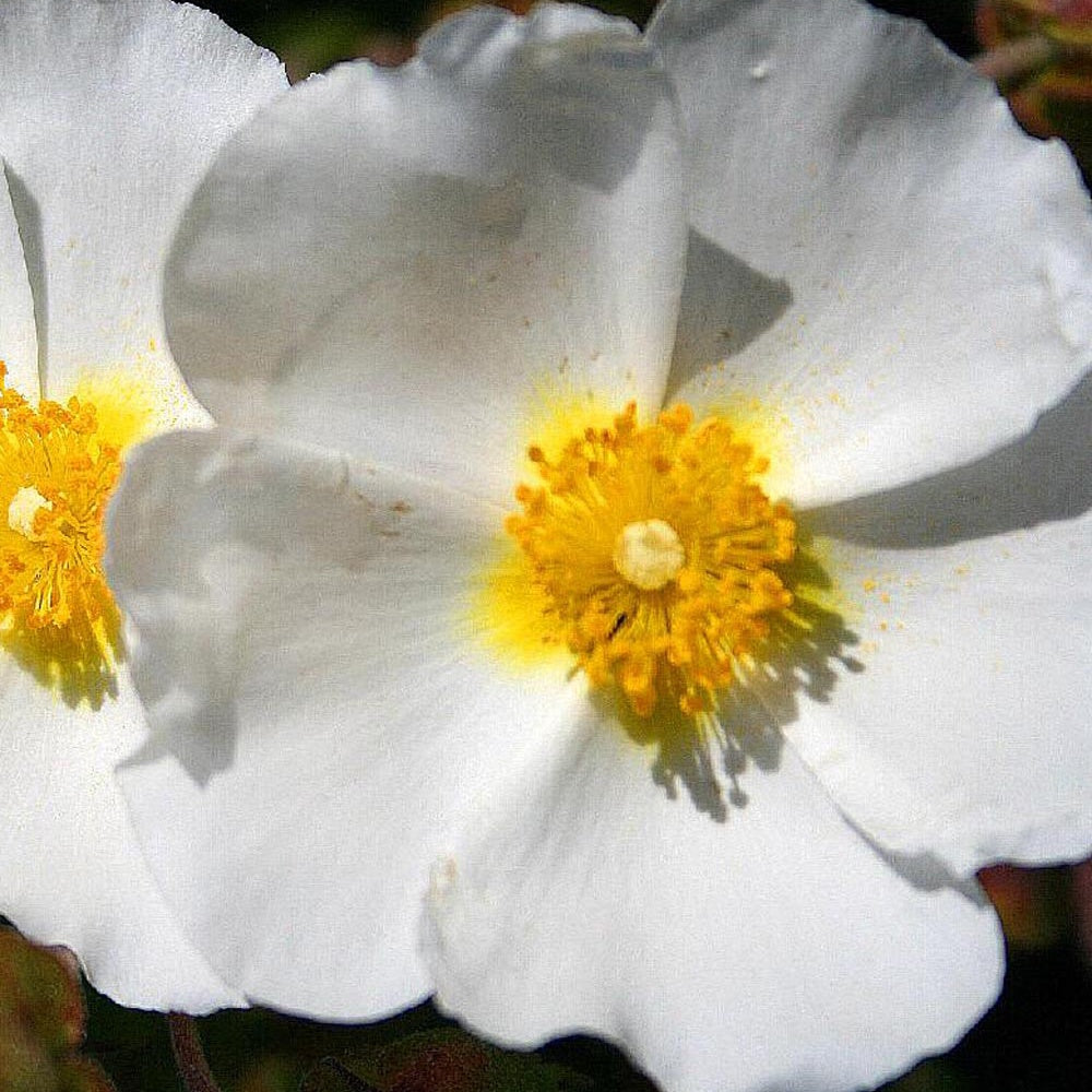 Ciste de Montpellier - Cistus monspeliensis - Plantes