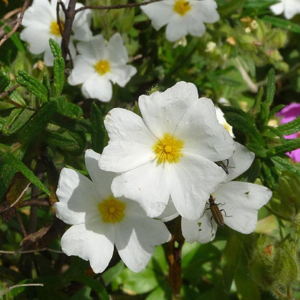 Ciste de Montpellier - Cistus monspeliensis - Willemse