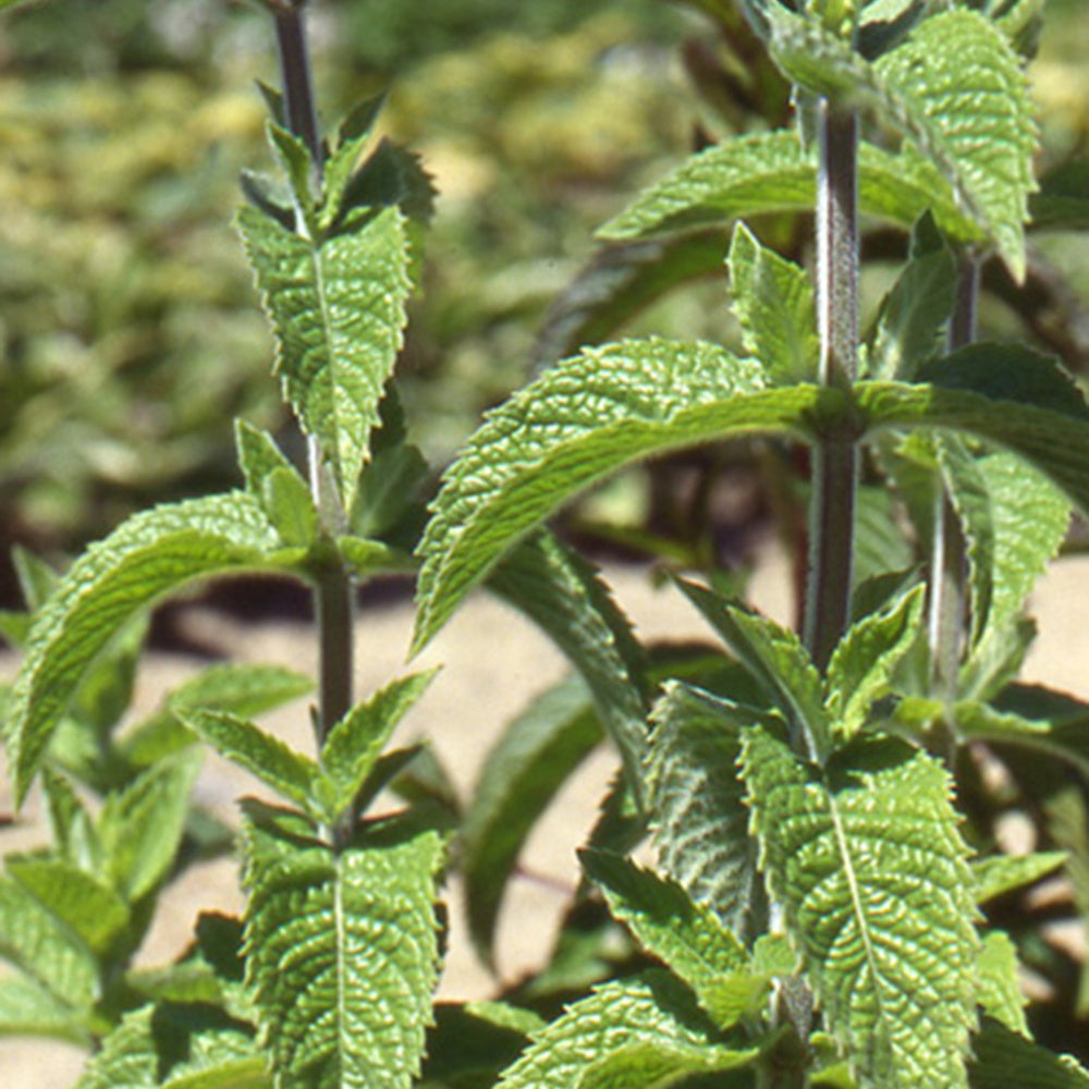 Menthe verte - Mentha spicata - Plantes vivaces aromatiques