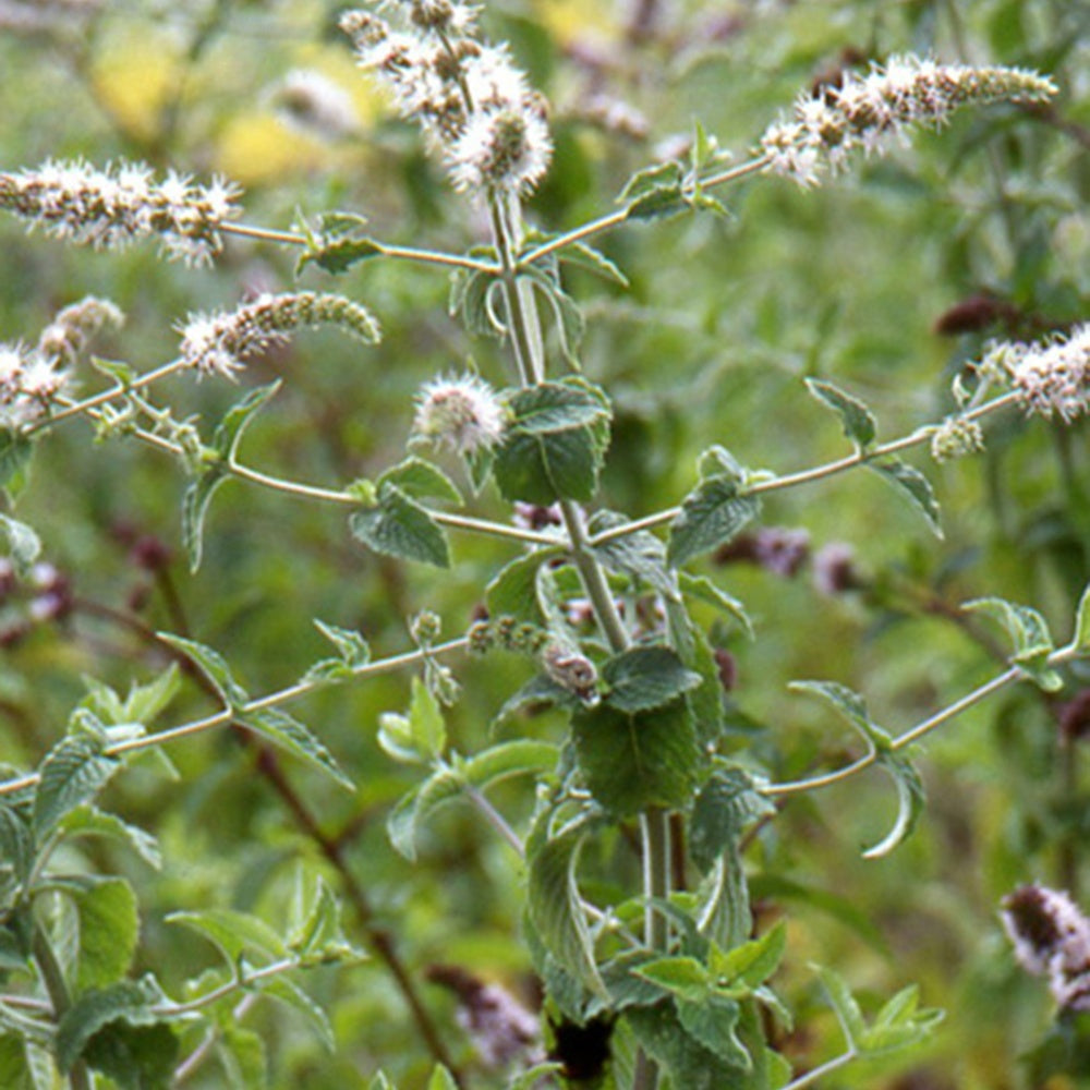 Menthe verte - Mentha spicata