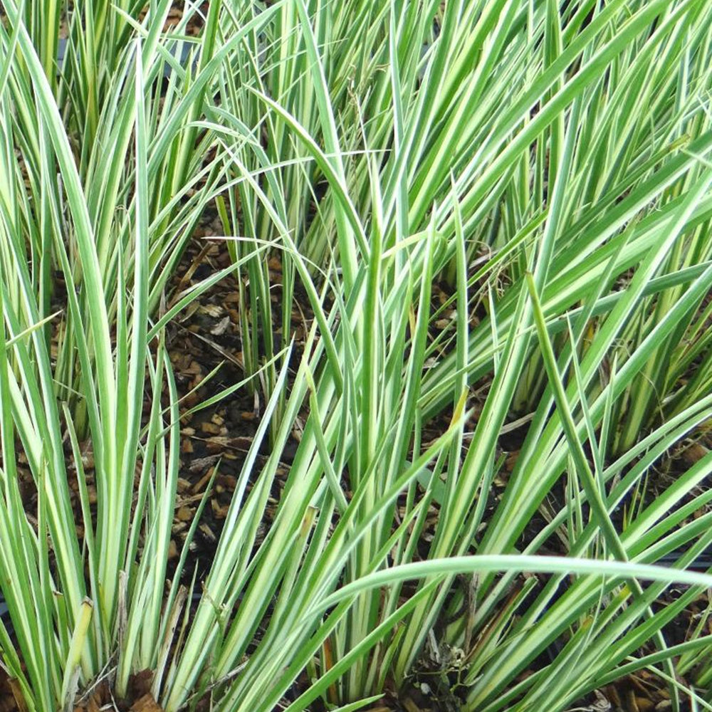 Acore gramineus strié d'argent - Acorus gramineus argenteostriatus - Plantes aquatiques