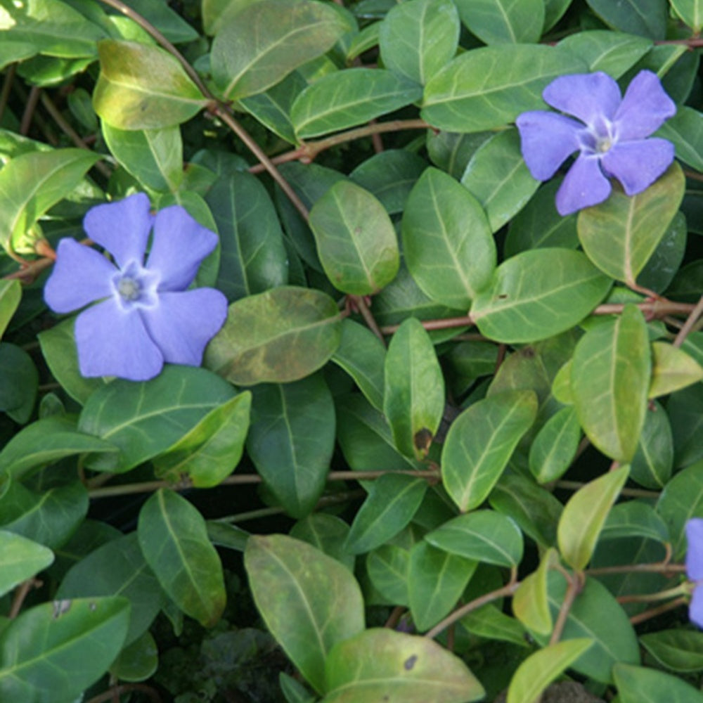 Petite pervenche - Vinca minor - Plantes vivaces