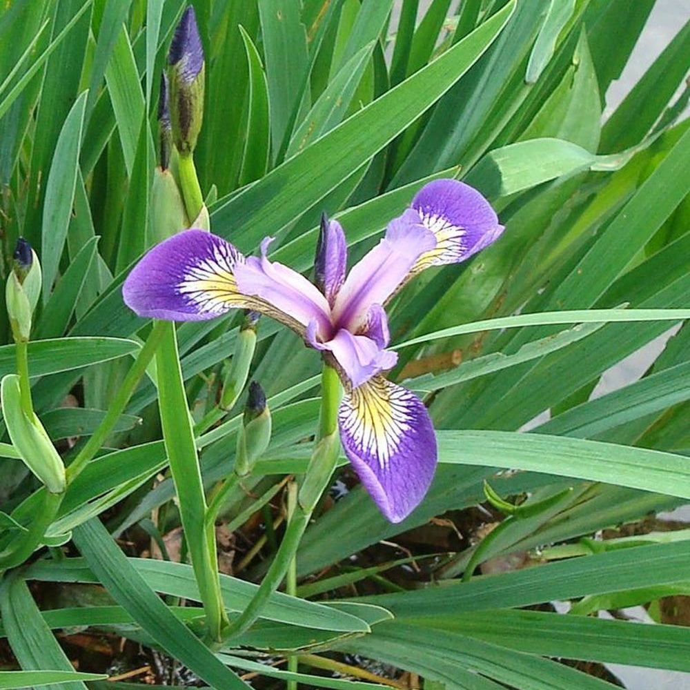 Iris versicolore - Iris versicolor - Willemse