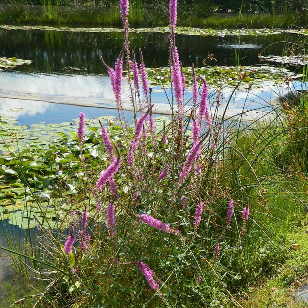 Salicaire commune - Lythrum salicaria - Fleurs vivaces