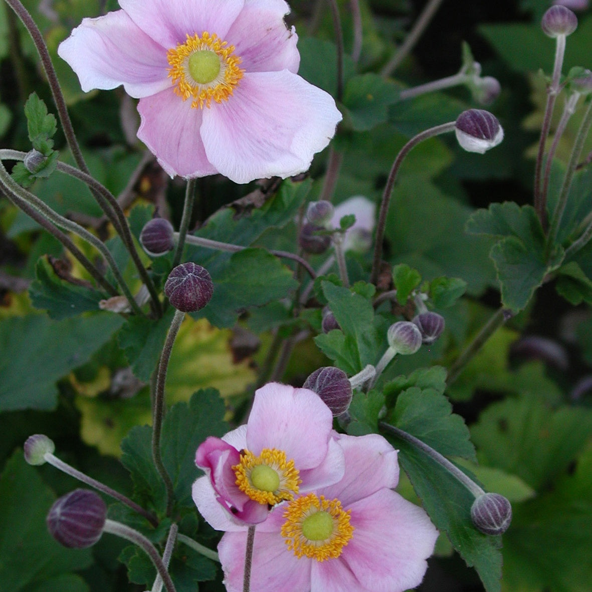 Anémone japonaise September Charm - Anemone hupehensis 'september charm'