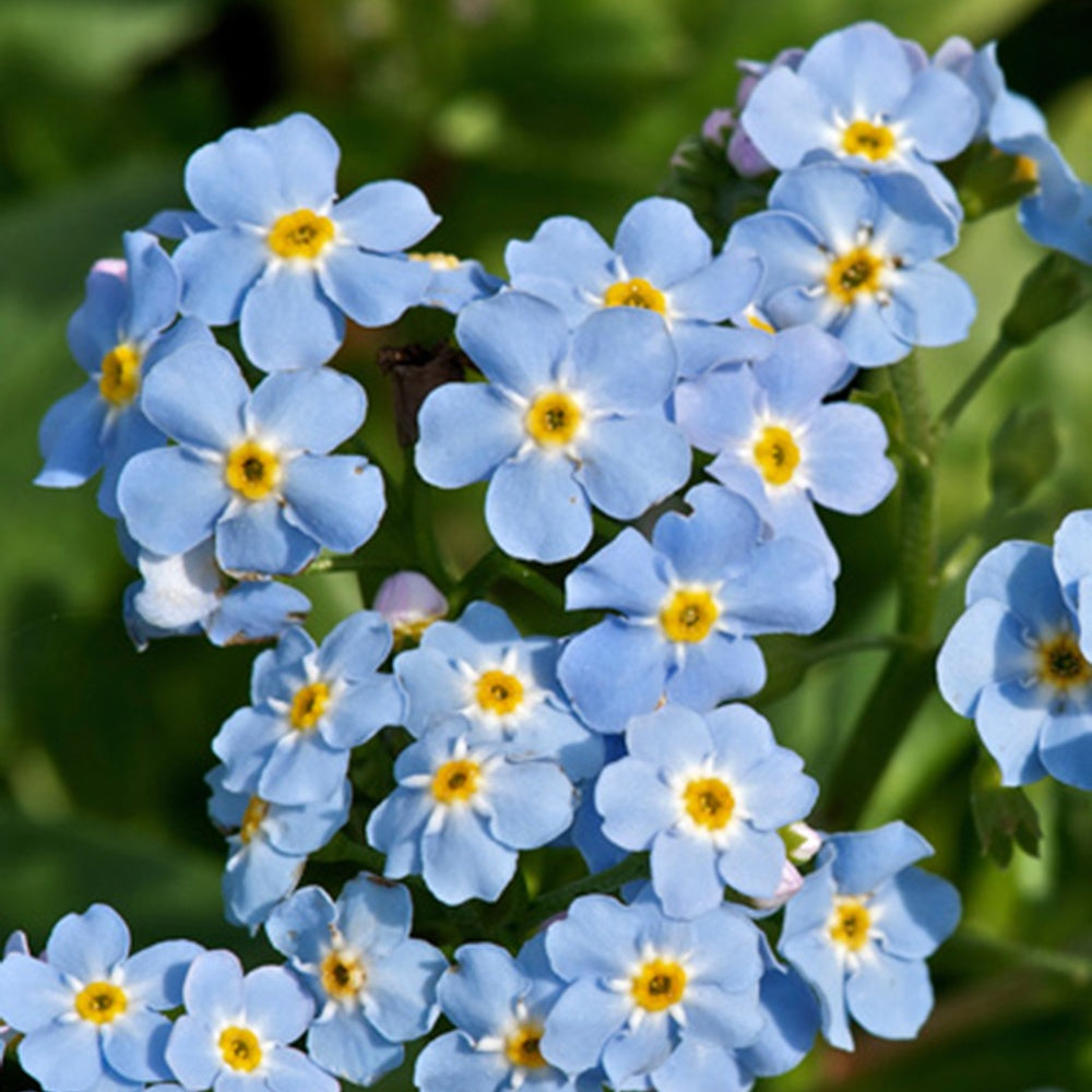 Myosotis des marais - Myosotis palustris