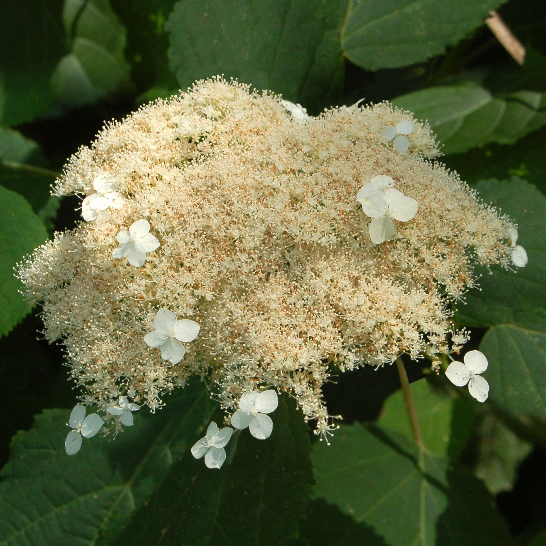 Hortensia de Virginie Radiata - Hydrangea arborescens radiata - Plantes