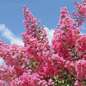 Lilas des Indes rose - Lagerstroemia indica - Arbustes